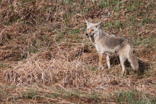 Coyote
Near Phantom Lake, Yellowstone